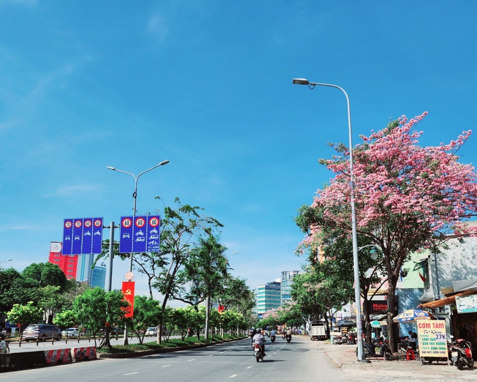 TP Hồ Chí Minh: Nhiều tuyến đường hoa kèn hồng nở sớm “hút hồn” du khách - Ảnh 1