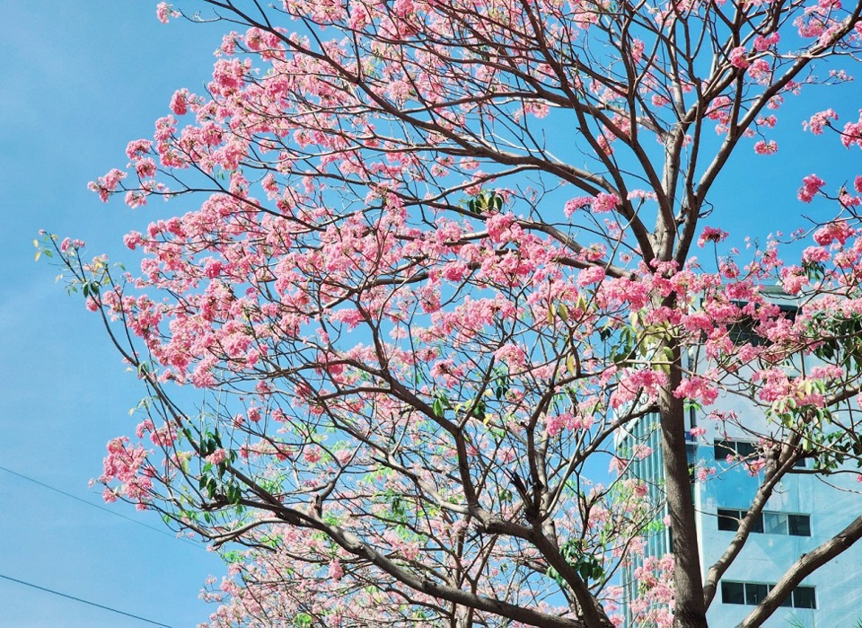 TP Hồ Chí Minh: Nhiều tuyến đường hoa kèn hồng nở sớm “hút hồn” du khách - Ảnh 4