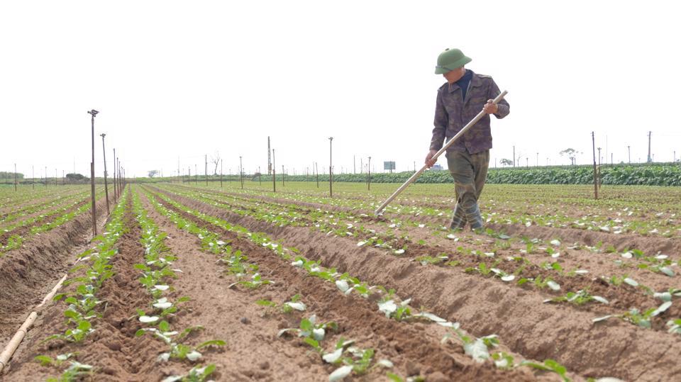 Nông dân thôn Đông Cao kỳ vọng vụ rau đầu tiên của năm 2023 sẽ cho thu hoạch tốt. Ảnh: Trọng Tùng
