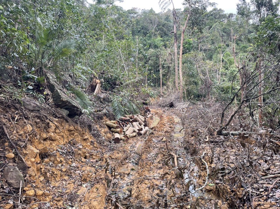 Con đường d&agrave;i hơn 1,5km bị san ủi để vận chuyển gỗ.