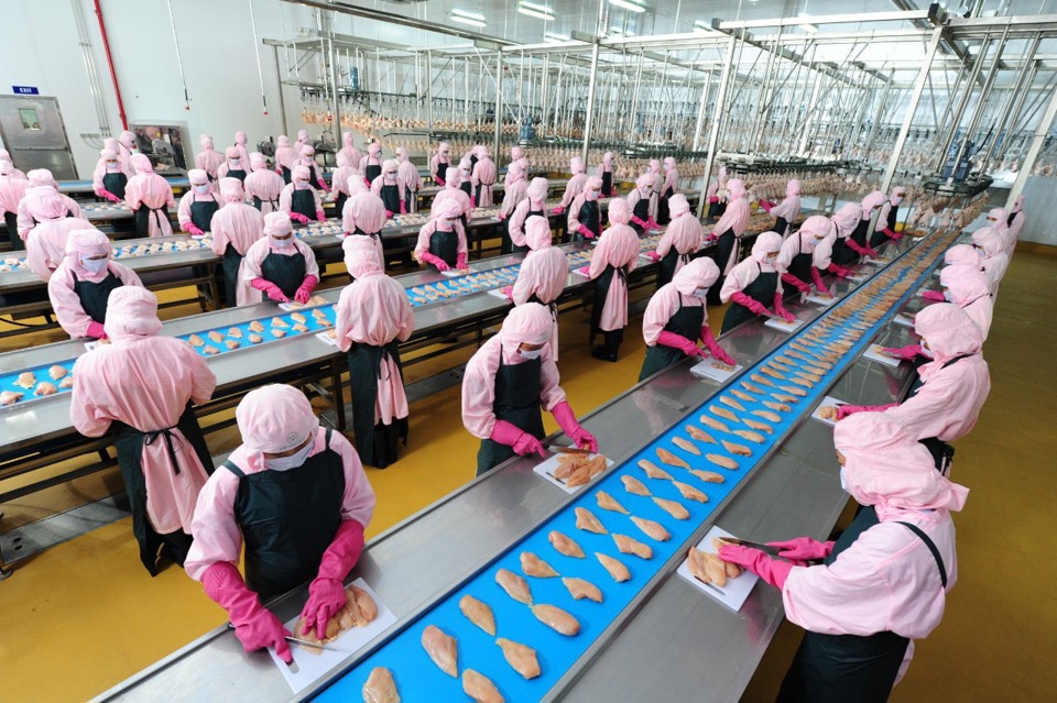Sản xuất thực phẩm xuất khẩu tại Nhà máy chế biến sản phẩm thịt Hà Nội, Khu công nghiệp Phú Nghĩa, huyện Chương Mỹ. Ảnh: Công Hùng