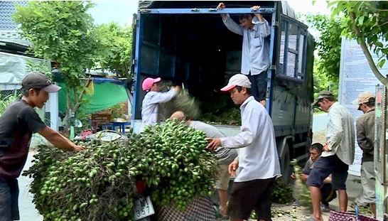 Bộ NN&amp;PTNT khuyến c&aacute;o người d&acirc;n kh&ocirc;ng n&ecirc;n trồng cau ồ ạt.