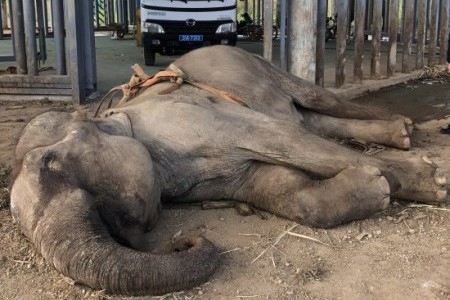 X&aacute;c voi Rốk tại Trung t&acirc;m Bảo tồn voi, cứu hộ động vật v&agrave; quản l&yacute; bảo vệ rừng tỉnh Đắk Lắk.