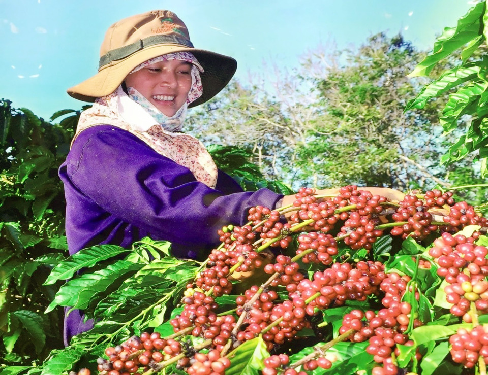 Thu hoạch cà phê Đắk Lắk