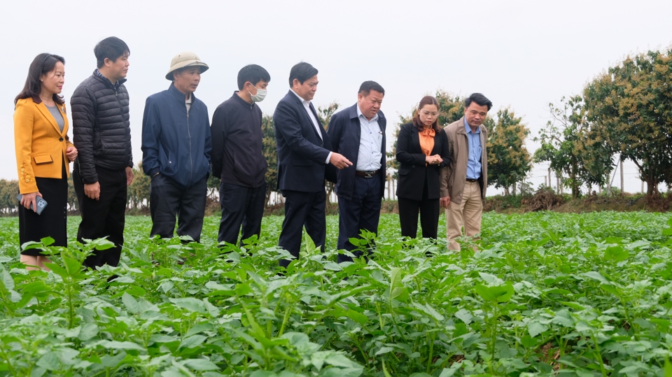 Hà Nội: Phấn đấu hoàn thành gieo cấy vụ Xuân trong tháng 2/2023 - Ảnh 3