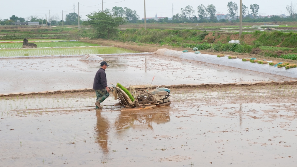 B&agrave; con gieo cấy l&uacute;a Xu&acirc;n tại huyện Thạch Thất.