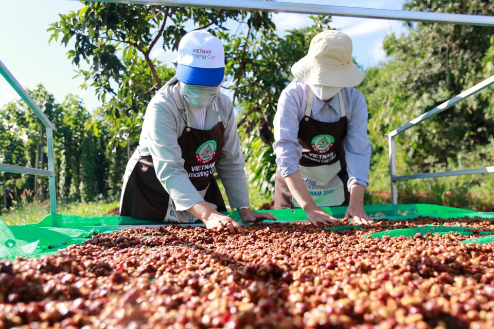 Gi&aacute; c&agrave; ph&ecirc; h&ocirc;m nay 14/2: Tồn kho giảm đẩy gi&aacute; c&agrave; ph&ecirc; 2 s&agrave;n tiếp tục tăng &nbsp;