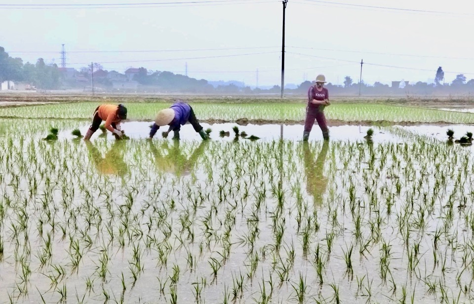 B&agrave; con n&ocirc;ng d&acirc;n gieo cấy l&uacute;a Xu&acirc;n 2023 tại huyện S&oacute;c Sơn.