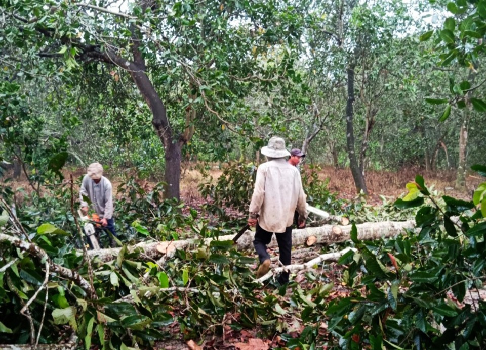 Nhiều năm qua, một số nh&oacute;m người đ&atilde; bất tu&acirc;n quy định về trồng v&agrave; bảo vệ rừng ph&ograve;ng hộ, họ đ&atilde; ngang nhi&ecirc;n đốn hạ c&acirc;y rừng để thu lợi c&aacute; nh&acirc;n, đồng thời muốn được cấp chủ quyền sử dụng đất vốn trước nay l&agrave; đất được Nh&agrave; nước giao kho&aacute;n trồng rừng. Hiện trường vụ đốn hạ c&acirc;y gỗ, th&aacute;ng 9/2022. Ảnh: Trương Hiệu.