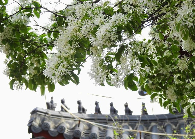  Ngắm loài hoa tuyệt sắc nhất Trung Quốc - Ảnh 7