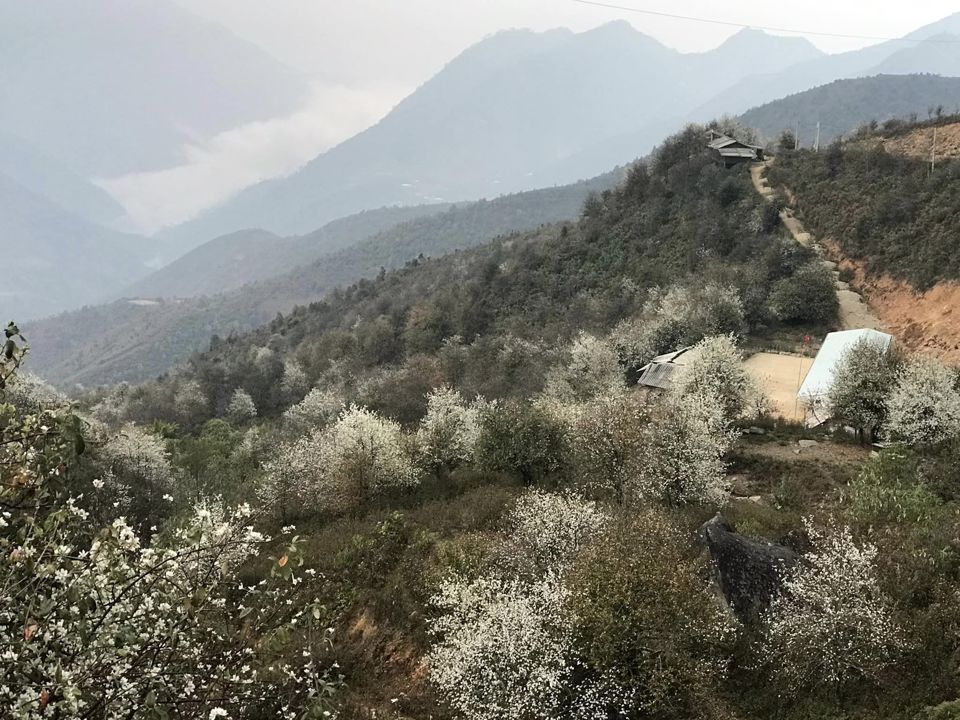 Sơn tra nở trắng khắp các sườn đồi, sườn núi ở xã Ngọc Chiến, huyện Mường La.
