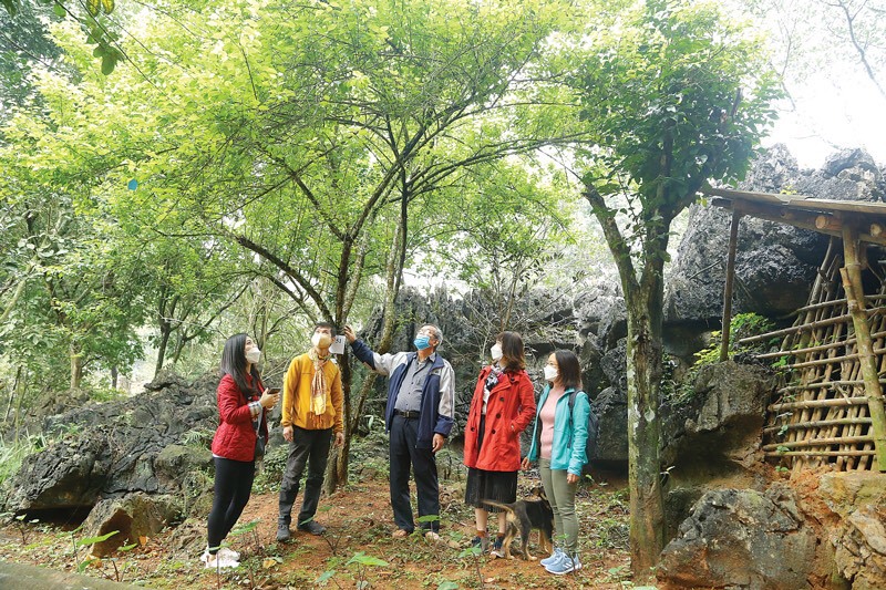 Du khách tham quan vườn mơ Hương Tích tại xã Hương Sơn, huyện Mỹ Đức. Ảnh: Ánh Ngọc