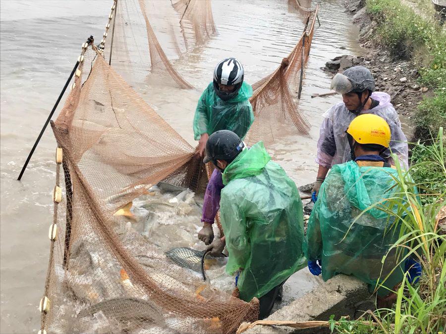 Người dân huyện Phú Xuyên tất bật với việc thu hoạch cá 