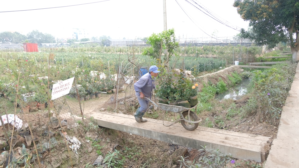 D&ugrave; kh&ocirc;ng ti&ecirc;u thụ mạnh bằng c&aacute;c loại hoa cắt c&agrave;nh, nhưng hoa chậu, hoa thế vẫn được kh&aacute; nhiều kh&aacute;ch h&agrave;ng lựa chọn để tặng người th&acirc;n trong dịp 8/3 n&agrave;y.