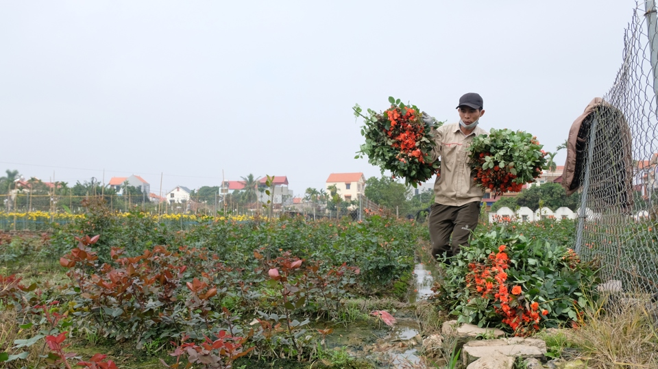 Sản phẩm hoa của b&agrave; con n&ocirc;ng d&acirc;n huyện M&ecirc; Linh đ&atilde; bước đầu tiếp cận được thị trường Trung Quốc.