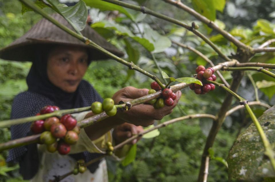 Gi&aacute; c&agrave; ph&ecirc; h&ocirc;m nay 8/3: Tồn kho giảm gi&uacute;p Arabica tiếp tục tăng