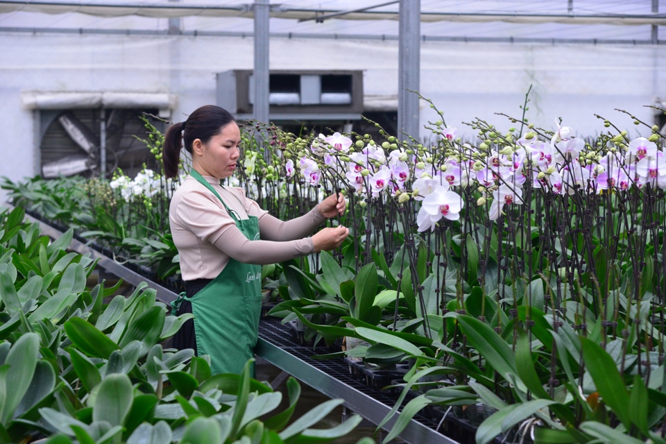 Chăm sóc hoa lan tại xã Đại Thịnh, huyện Mê Linh. Ảnh: Phạm Hùng