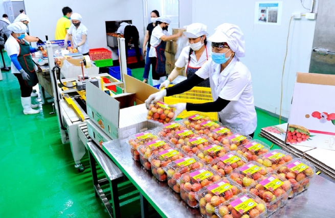 Công ty CP AmeiiViệtNam thu mua nhiều mặt hàng nông sảnViệtNam xuất khẩu tới nhiều quốc gia. Ảnh: Ameii