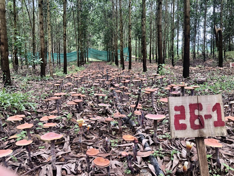 C&ocirc;ng t&aacute;c bảo vệ rừng, trồng rừng, sản xuất dưới t&aacute;n rừng đang được tỉnh Đồng Nai thực hiện tốt.