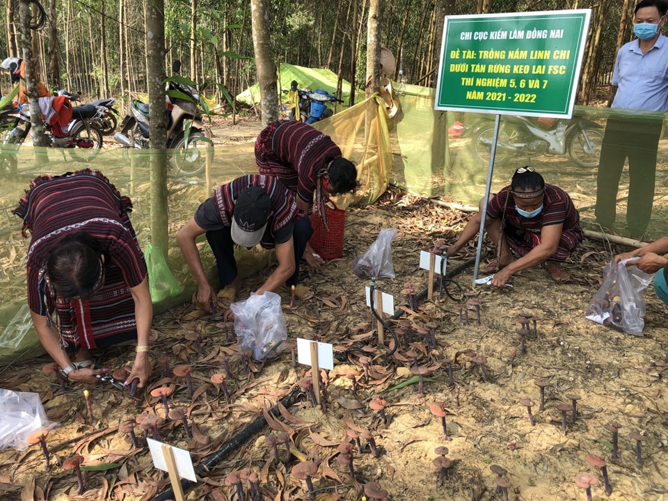 Nấm linh chi đỏ được ng&agrave;nh n&ocirc;ng nghiệp tỉnh Đồng Nai trồng thử nghiệm v&agrave; th&agrave;nh c&ocirc;ng. Hiện ng&agrave;nh chức năng đang triển khai nh&acirc;n rộng m&ocirc; h&igrave;nh trồng nấm linh chi đỏ n&agrave;y nhằm tạo việc l&agrave;m v&agrave; n&acirc;ng cao thu nhập cho người d&acirc;n.