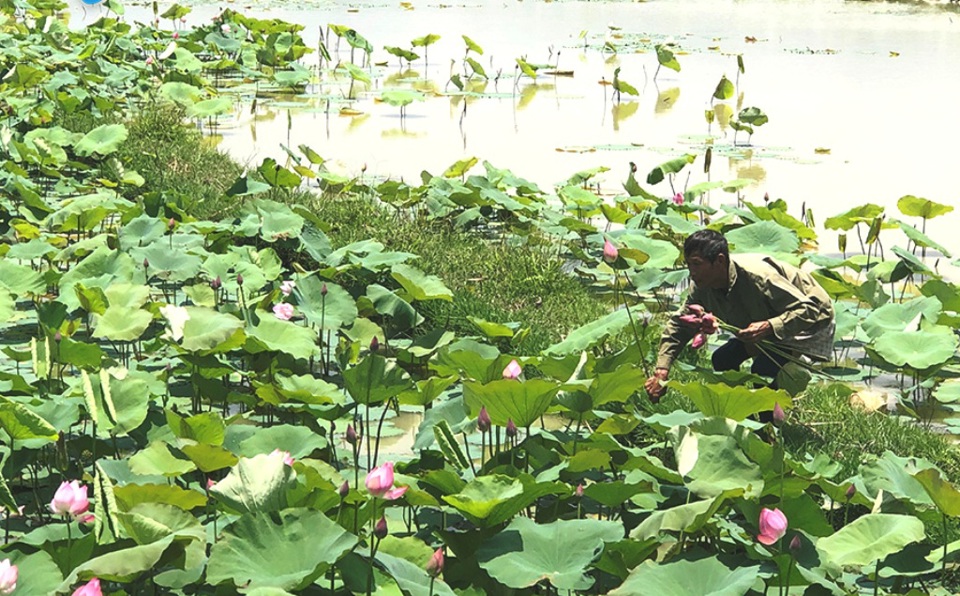 Người có uy tín xã An Phú (huyện Mỹ Đức) tham gia phát triển nghề trồng cây sen. Ảnh: Lâm Nguyễn