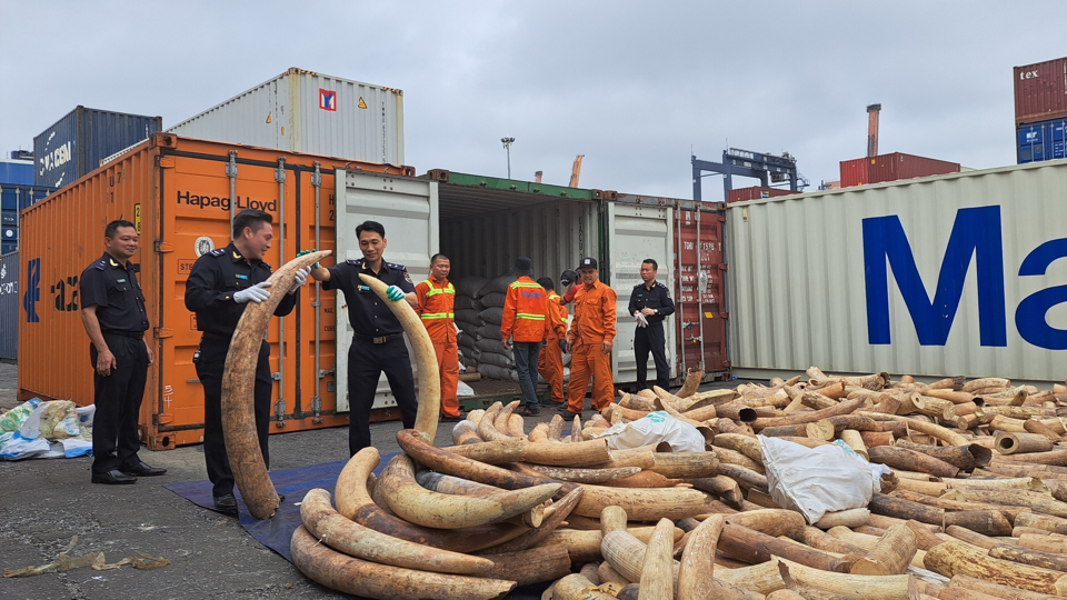 Bắt giữ 7 tấn ng&agrave; voi nhập lậu tr&aacute;i ph&eacute;p tại cảng Hải Ph&ograve;ng