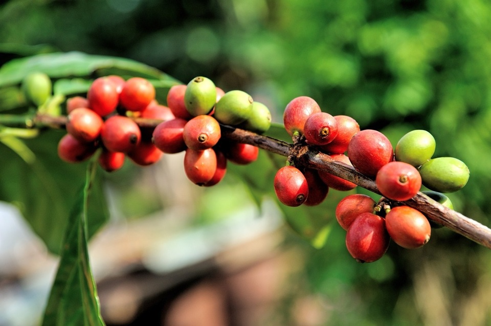 Gi&aacute; c&agrave; ph&ecirc; h&ocirc;m nay 21/3: 2 s&agrave;n đồng loạt tăng, trong nước th&ecirc;m 400 đồng/kg &nbsp;