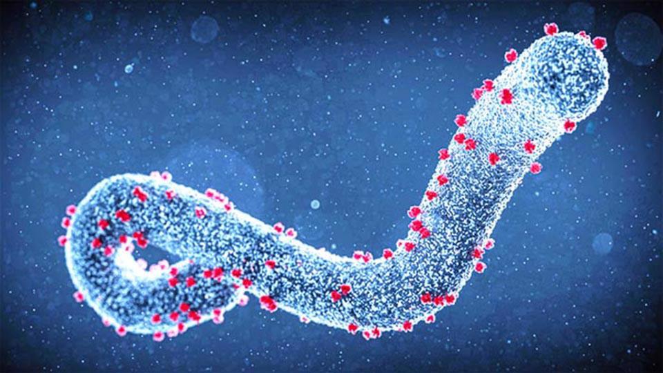 Theo WHO, virus Marburg g&acirc;y ra sốt xuất huyết với tỷ lệ tử vong cao tới 88% - nguy hiểm hơn nhiều so với virus Ebola.