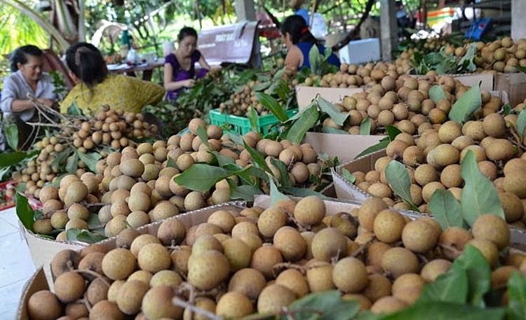 Miền Bắc đang bước v&agrave;o ch&iacute;nh vụ thu hoạch nhiều loại tr&aacute;i c&acirc;y: Mận, xo&agrave;i, v&atilde;i, nh&atilde;n, na... Ảnh minh họa