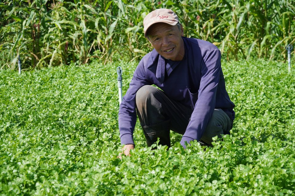 &Ocirc;ng Nguyễn Nga thu hoạch lứa ng&ograve;.