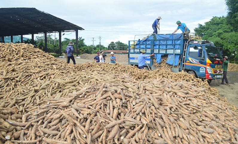 Trung Quốc l&agrave; thị trường xuất khẩu sắn lớn nhất của Việt Nam. Ảnh minh họa