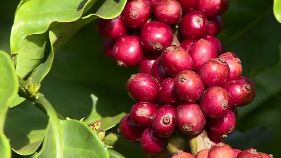 Gi&aacute; c&agrave; ph&ecirc; h&ocirc;m nay 28/3: Robusta tiếp tục tăng, trong nước gần 49.000 đồng/kg