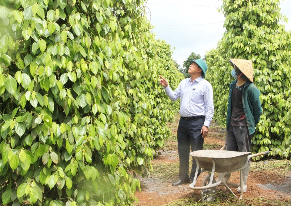 Gi&aacute; ti&ecirc;u h&ocirc;m nay 27/3: Cung yếu, cầu tăng, hồ ti&ecirc;u s&aacute;ng cửa trong qu&yacute; 2/2023