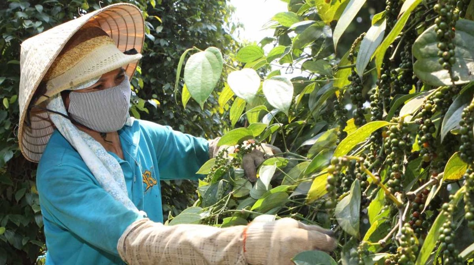 Gi&aacute; ti&ecirc;u h&ocirc;m nay 28/3: Ti&ecirc;u Indonesia tăng, dự b&aacute;o cung kh&ocirc;ng đủ cầu &nbsp;