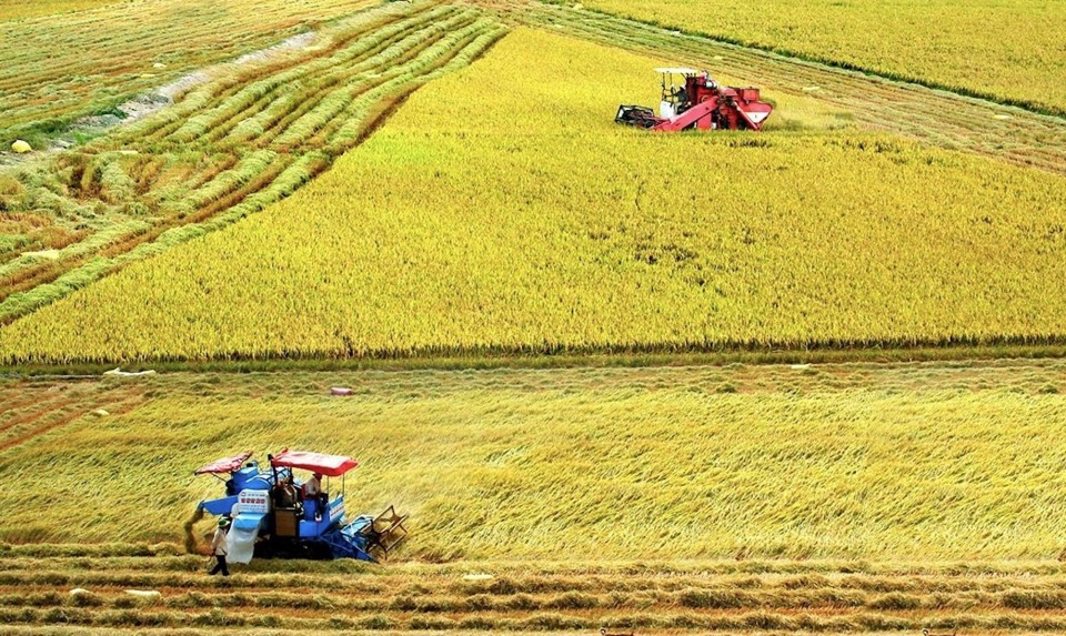 Đề &aacute;n Ph&aacute;t triển bền vững 1 triệu ha l&uacute;a v&ugrave;ng Đồng bằng s&ocirc;ng Cửu Long sẽ được tr&igrave;nh Thủ tướng Ch&iacute;nh phủ th&ocirc;ng qua trong th&aacute;ng 4/2023.