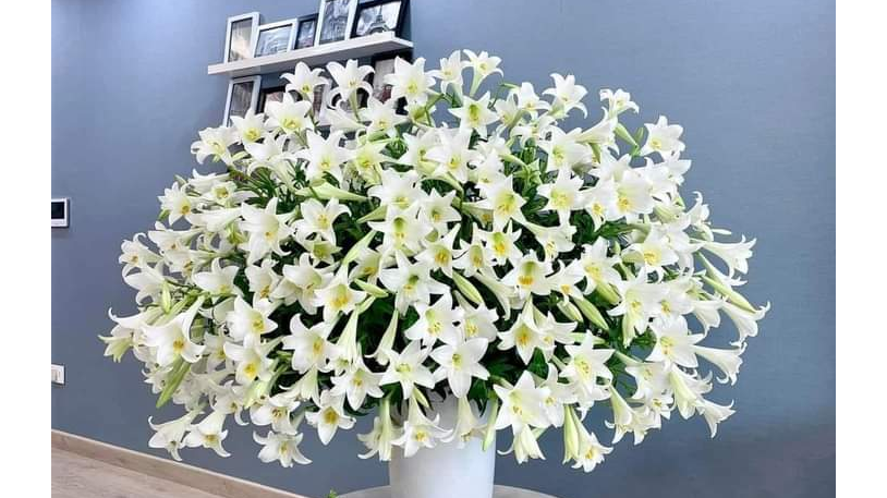 Hoa loa k&egrave;n với sắc trắng tinh kh&ocirc;i lu&ocirc;n c&oacute; một sức h&uacute;t kh&oacute; cưỡng với người y&ecirc;u hoa