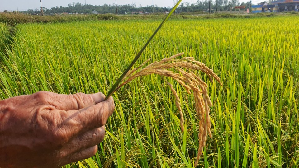 Bệnh đạo &ocirc;n l&agrave;m giảm năng suất l&uacute;a.