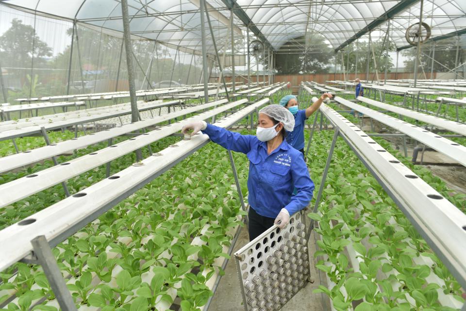 Mô hình trồng rau tại xã Phú Cường, huyện Sóc Sơn. Ảnh: Phạm Hùng