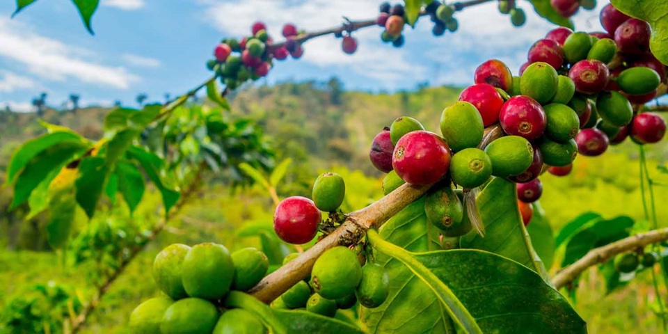 Gi&aacute; c&agrave; ph&ecirc; h&ocirc;m nay 8/4: Lo ngại thiếu nguồn cung th&uacute;c đẩy thị trường tăng