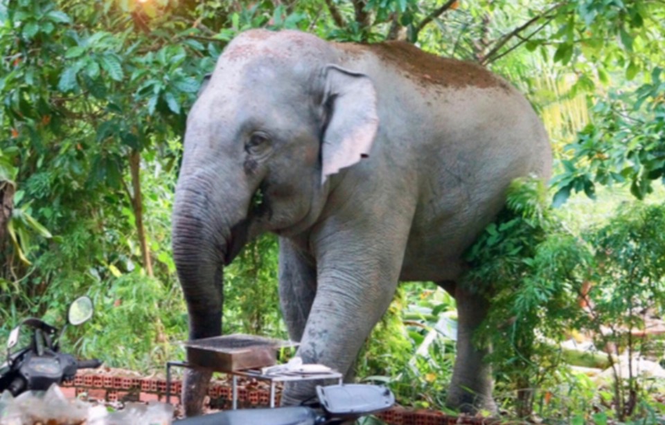 Con voi rừng lớn tại đ&agrave;n voi hơn 20 con thường xuất hiện tại x&atilde; Thanh Sơn, huyện Định Qu&aacute;n, tỉnh Đồng Nai.