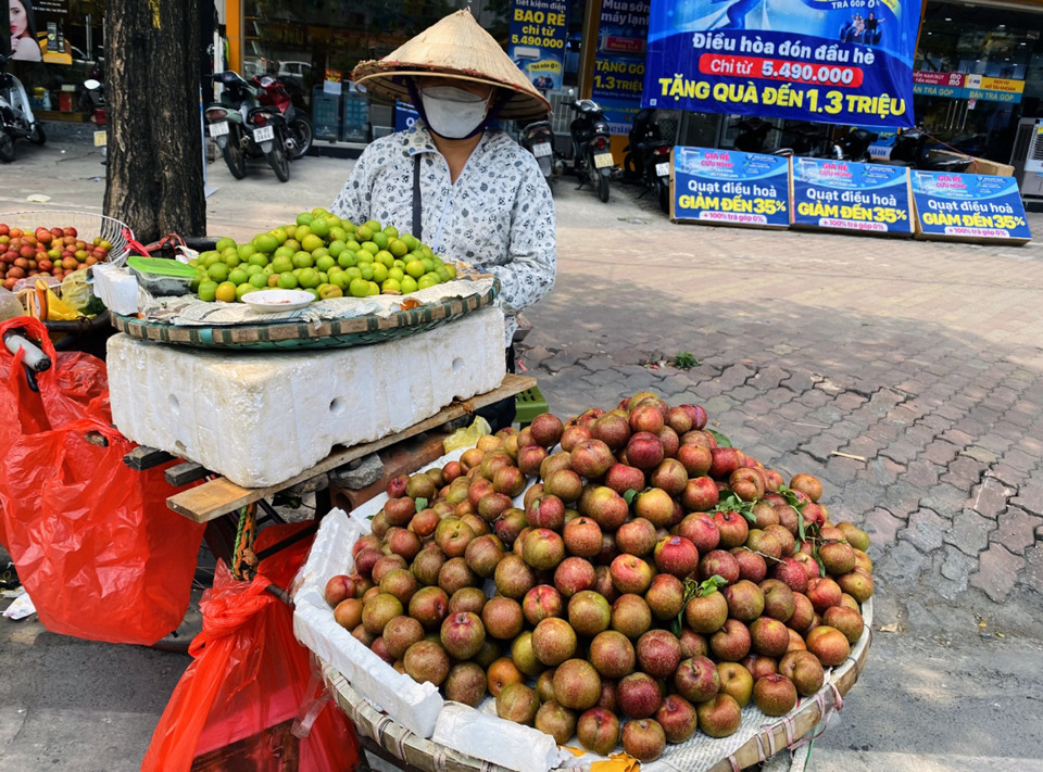 Mận hậu Mộc Ch&acirc;u(Sơn La) . Ảnh: Ho&agrave;i Nam