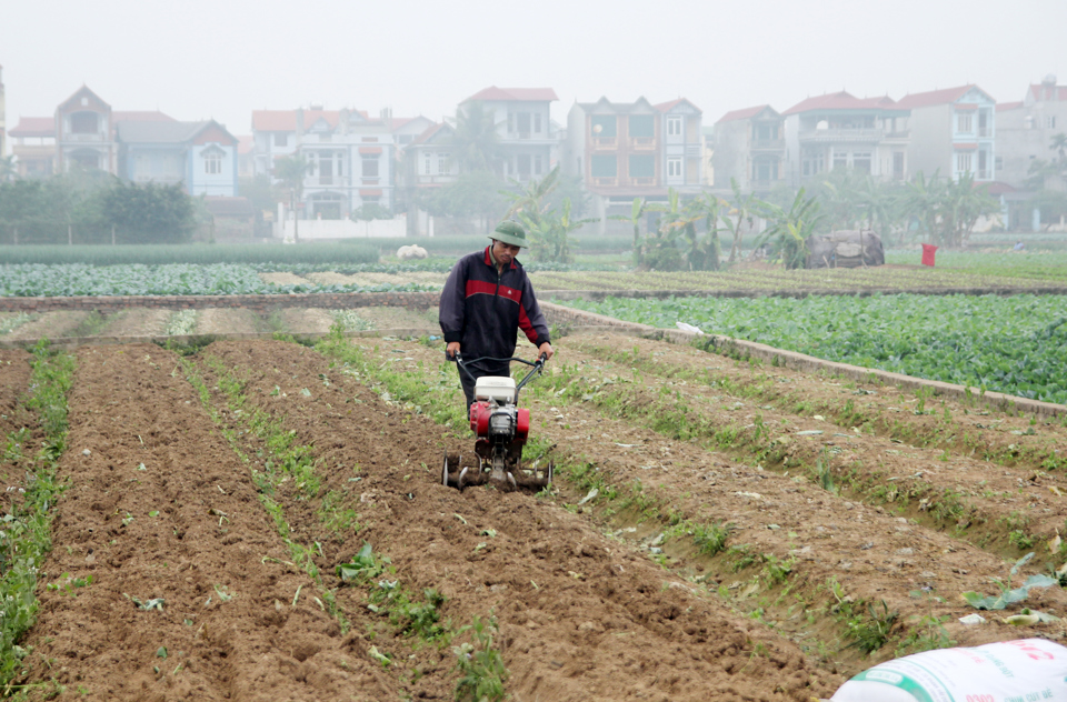 Hoạt động của các hợp tác xã trong lĩnh vực nông nghiệp trên địa bàn Hà Nội còn rất nhiều khó khăn. Ảnh: Phạm Hùng