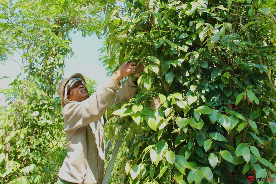 Gi&aacute; ti&ecirc;u h&ocirc;m nay 12/4: Trung Quốc mua b&ugrave; hồ ti&ecirc;u sau 3 năm Covid-19