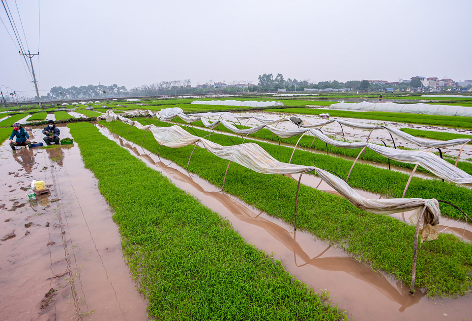 Nhiều hộ dân muốn đầu tư công nghệ cao vào sản xuất, kinh doanh nhưng không được vì xin thủ tục qua nhiều cấp 4raats khó khăn. Ảnh: Nam Nguyễn