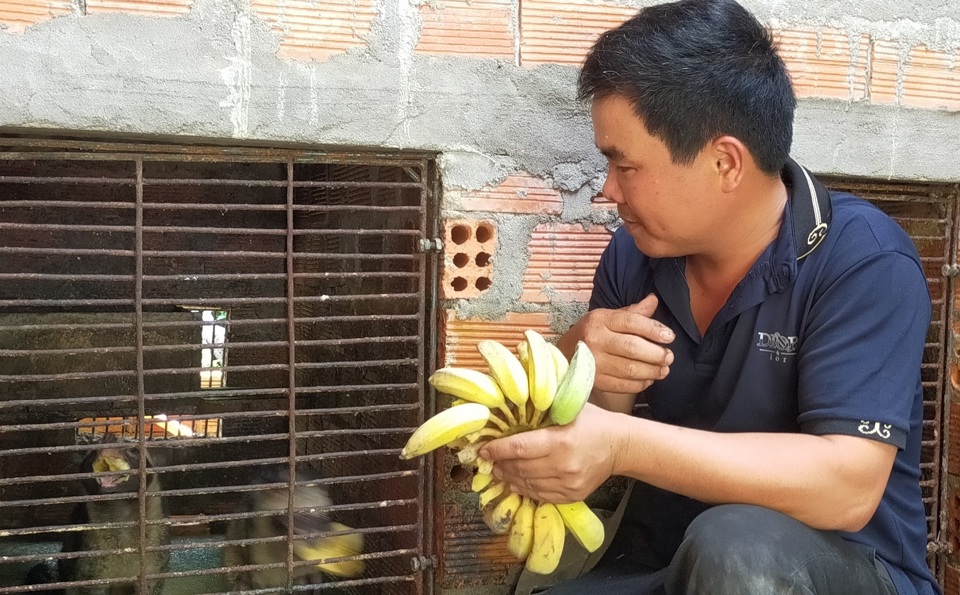 Ngo&agrave;i ch&aacute;o, thức ăn cho cầy v&ograve;i hương c&ograve;n l&agrave; tr&aacute;i c&acirc;y tươi.