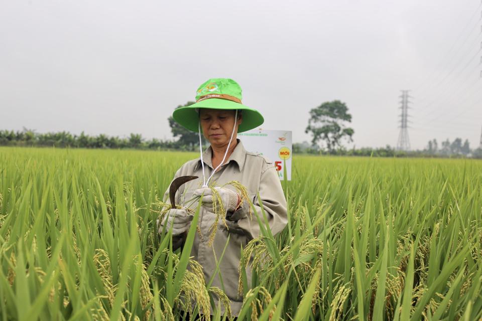 Mô hình canh tác lúa áp dụng đồng bộ cơ giới hóa tại xã Liên Hà, huyện Đông Anh. Ảnh: Ánh Ngọc