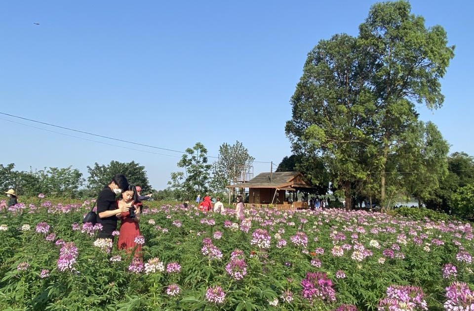 B&atilde;i đ&aacute; s&ocirc;ng Hồng - khu vực đ&atilde; được cho thu&ecirc; sản xuất n&ocirc;ng nghiệp, c&acirc;y trồng, hoa thời vụ khi đi v&agrave;o hoạt động đ&atilde; hạn chế được t&igrave;nh trạng đổ trộm ph&ecirc; thải xuống l&ograve;ng s&ocirc;ng Hồng.