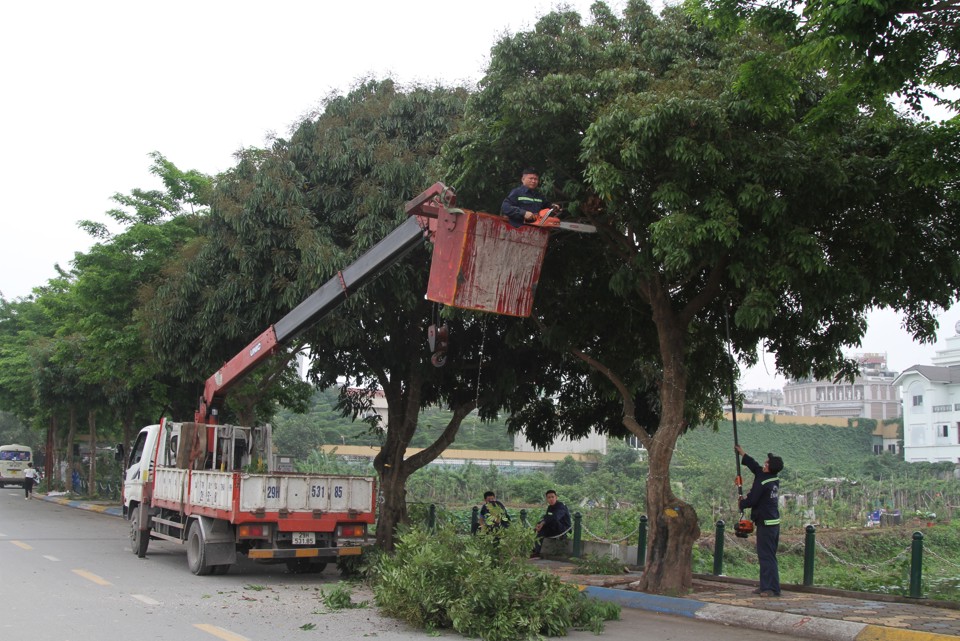 Lực lượng chức năng cắt tỉa rặng nh&atilde;n b&ecirc;n phải đường Vũ Tuấn Chi&ecirc;u.&nbsp;