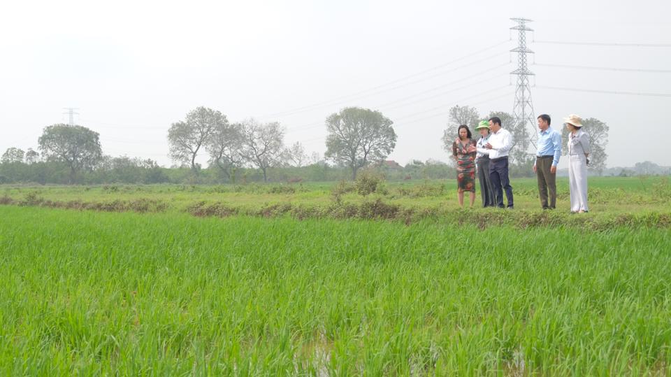 Đại diện Sở NN&PTNT Hà Nội và doanh nghiệp thăm mô hình lúa hữu cơ trên địa bàn xã Quảng Bị. Ảnh: Trọng Tùng