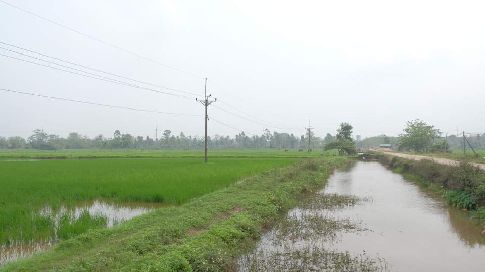 Hệ thống k&ecirc;nh mương được cải tạo phục vụ canh t&aacute;c l&uacute;a hữu cơ tại x&atilde; Quảng Bị.